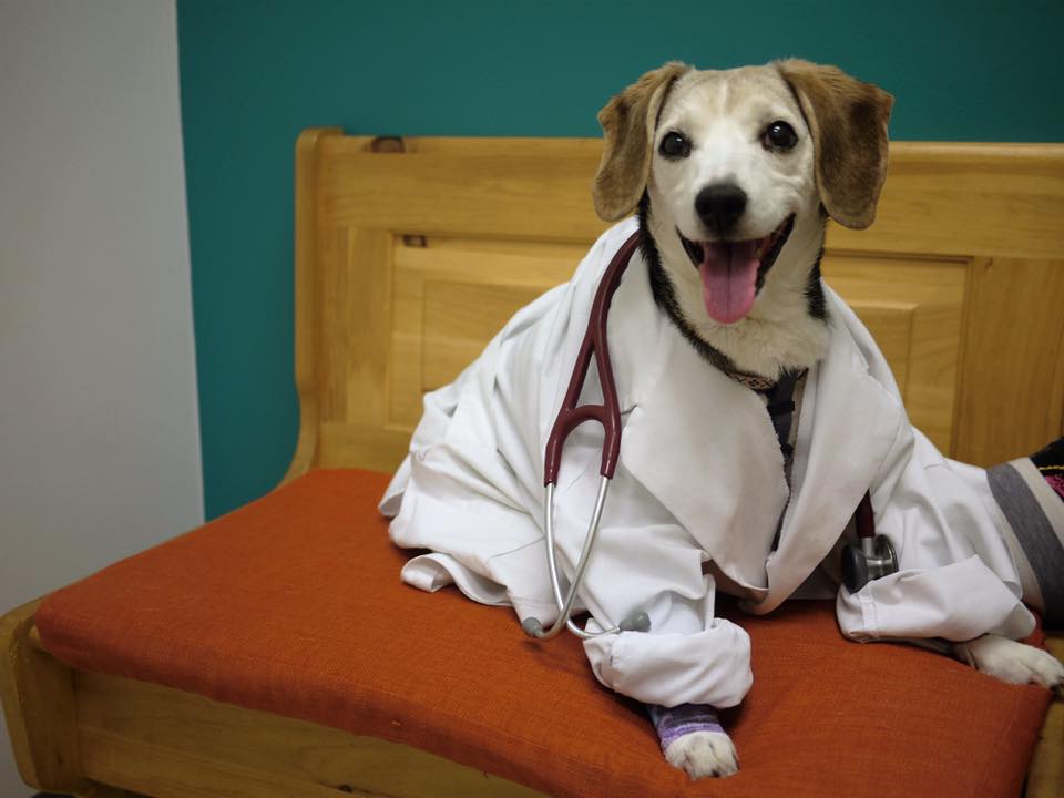 All Creatures Animal Clinic in Ann Arbor
