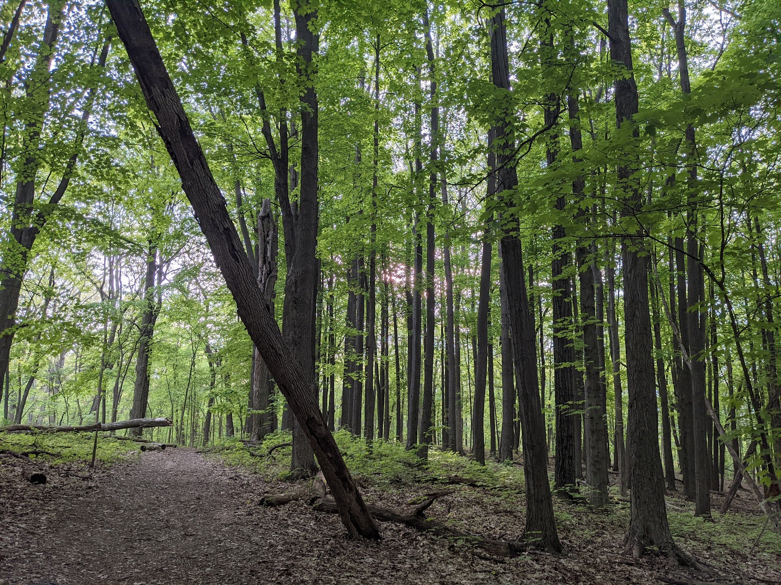 Bird Hills Nature Area — photo