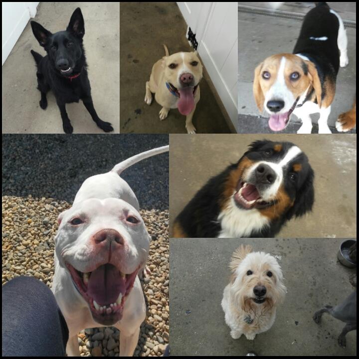 Arbor Dog Day Care & Boarding — photo