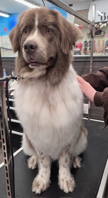 Pet Supplies Plus Ann Arbor - Plymouth Grooming — photo