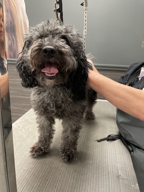Pet Supplies Plus Ann Arbor - S Main Grooming in Ann Arbor