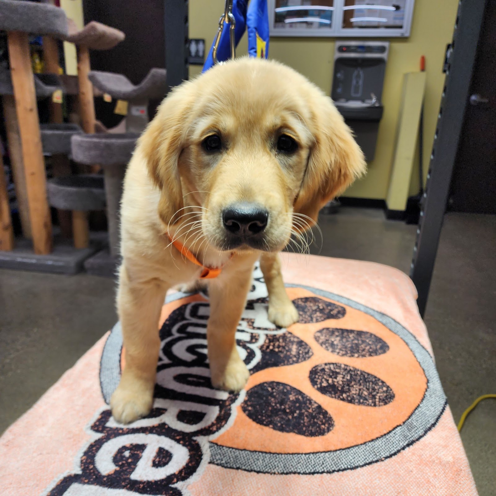 Peticured - Pet Nail Specialists — photo