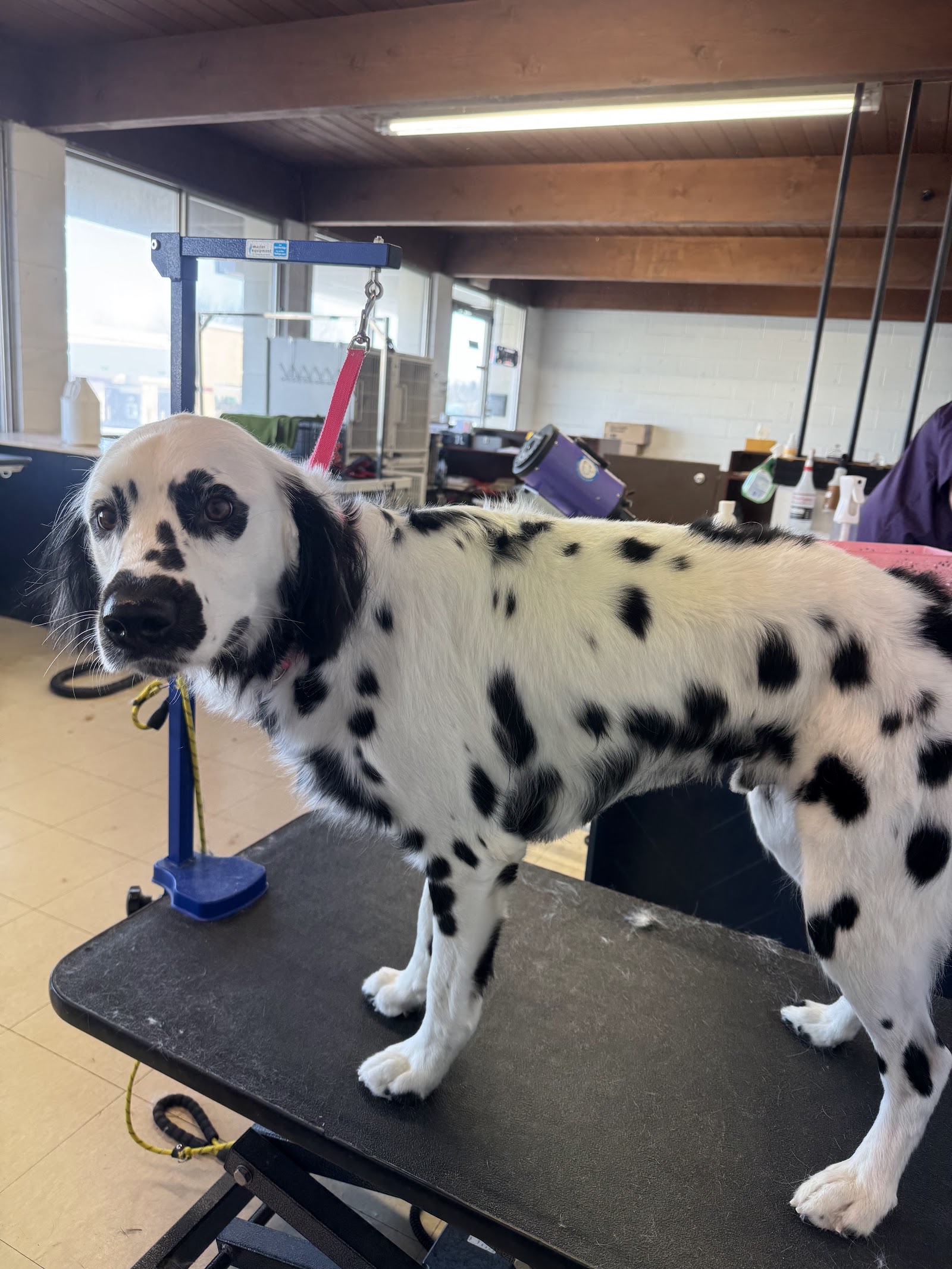Pupvella Dog Grooming in Ann Arbor